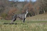 WHIPPET 337